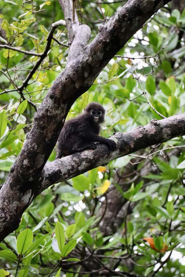 Langkawi: Private Day Tour around Island - Who is This Tour Perfect For?