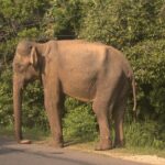 Lankan Village Home Experience with Cooking Class - The Value of this Experience