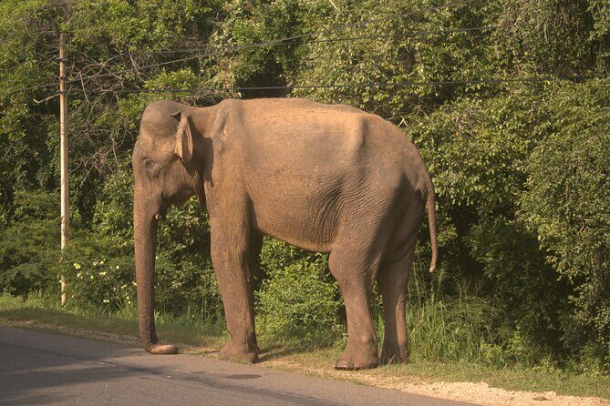 Lankan Village Home Experience with Cooking Class - The Value of this Experience