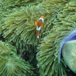 Lanta 4 Islands + Emerald Cave Snorkeling Tour by Speedboat - Practical Details & Considerations