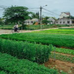 Lantern making class and Tra Que Bike Tour - What Travelers Will Love