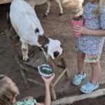 Laos Buffalo Dairy Tours Interact, Learn and Taste Fresh Flavors - Why Travelers Love It