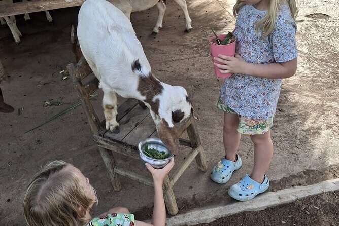 Laos Buffalo Dairy Tours Interact, Learn and Taste Fresh Flavors - Why Travelers Love It