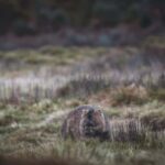 Launceston: 2-Day Overnight Cradle Mt & Wineglass Bay Tour - Discovering Tasmanias Highlights in 2 Days