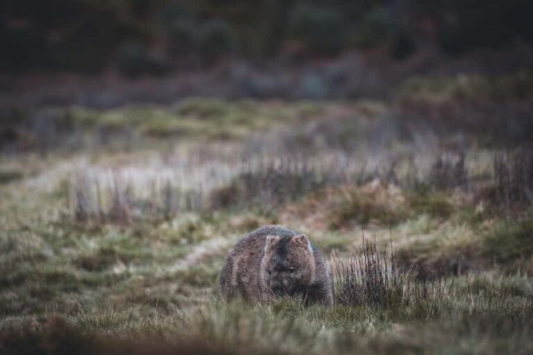Launceston: 2-Day Overnight Cradle Mt & Wineglass Bay Tour - Discovering Tasmanias Highlights in 2 Days