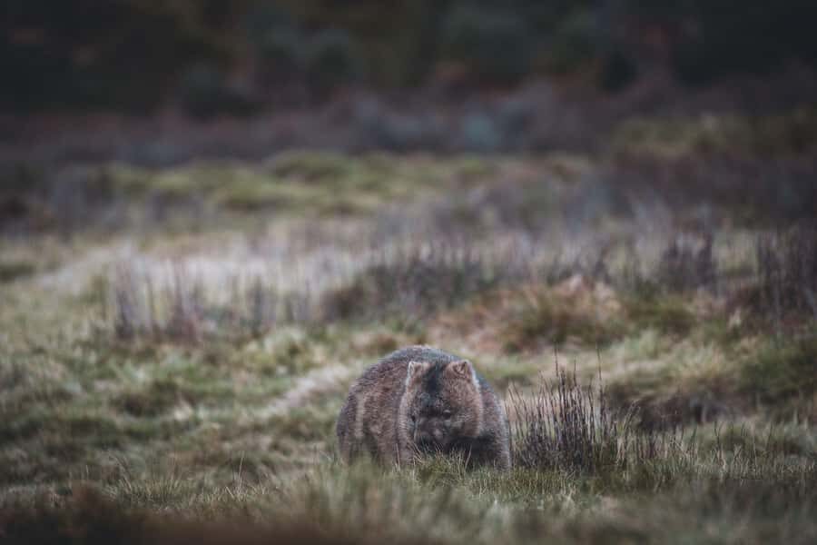 Launceston: 2-Day Overnight Cradle Mt & Wineglass Bay Tour - Discovering Tasmanias Highlights in 2 Days
