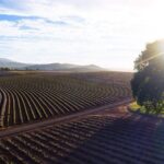Lavender Farm - Bridestowe Festival of Flowers - Who is this tour best suited for?