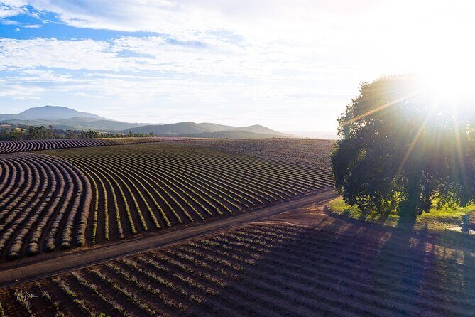 Lavender Farm - Bridestowe Festival of Flowers - Who is this tour best suited for?