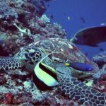 Lembongan Snorkeling Swim With Manta Rays and Island Tour - Discovering Nusa Lembongan: A Look at What You’ll Experience
