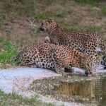 Leopard Safari in 4x4 Vehicle in Jhalana Park Including Transfers - The Highlights of Visiting Jhalana Park