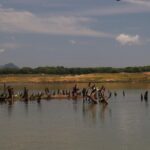 Live among swimming elephants and indigenous tribes  Gal Oya National Park - Authentic Insights from Travelers