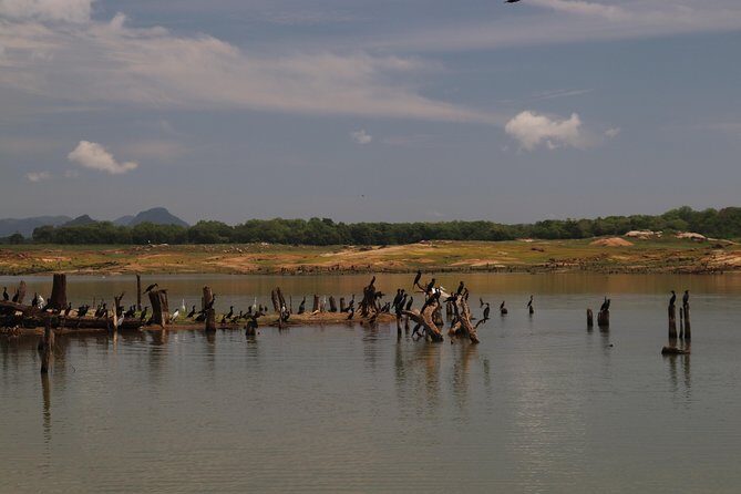 Live among swimming elephants and indigenous tribes  Gal Oya National Park
