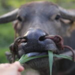 Local Farming Experience in Chiang Mai, Thailand - The Practicalities: What’s Included and What Not