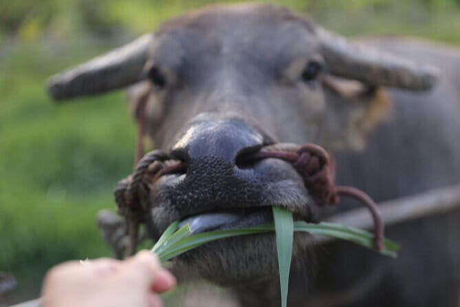 Local Farming Experience in Chiang Mai, Thailand - The Practicalities: What’s Included and What Not