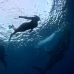 Lombok: 2-Day Whale Shark Snorkeling & Kenawa Island Tour - What Makes This Tour Stand Out