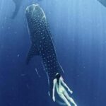 Lombok: 2-Day Whale Shark Tour to Sumbawa with Snorkeling - The Itinerary and What to Expect