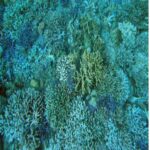 Lombok: 2-Day Whale Shark Tour with Camping & BBQ - The Practicalities: Transportation, Cost, and Comfort