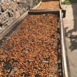 Lombok: Coffee Plantation Tour With Tasting - Practical Details & What to Expect