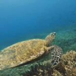 Lombok: Gili Gede, Rengit, and Layar Island Hopping Tour - Practical Details & Tips