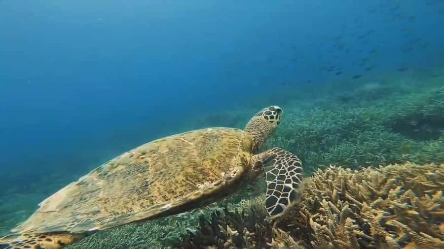 Lombok: Gili Gede, Rengit, and Layar Island Hopping Tour - Practical Details & Tips