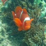 Lombok: Gili Nanggu Sudak and Kedis Snorkeling Tour - The Itinerary in Detail