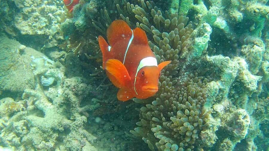 Lombok: Gili Nanggu Sudak and Kedis Snorkeling Tour - The Itinerary in Detail