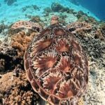 Lombok: Pink Beach & Exclusive Snorkeling Gili Petelu - What Makes This Tour Stand Out