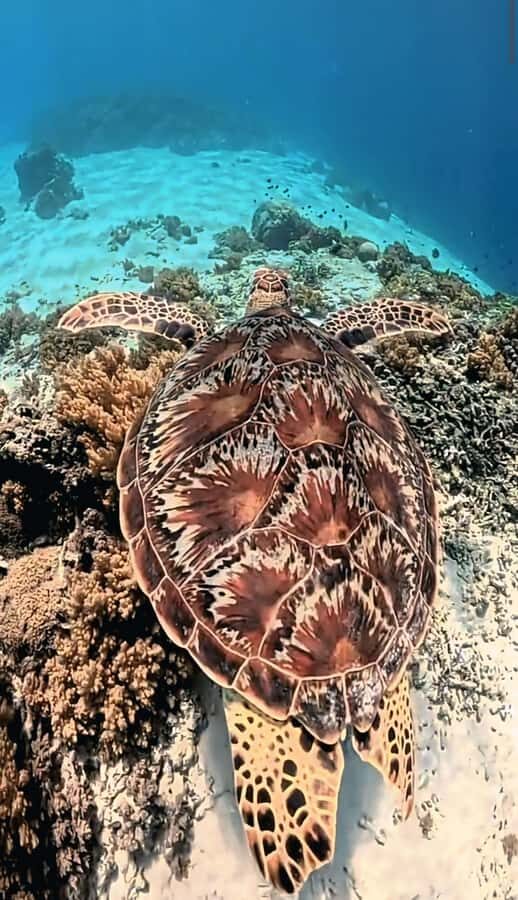 Lombok: Pink Beach & Exclusive Snorkeling Gili Petelu - What Makes This Tour Stand Out