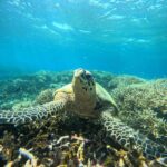 Lombok: Private Snorkeling Trip toGili Asahan, Rengit &Gilis - What to Expect from the Tour