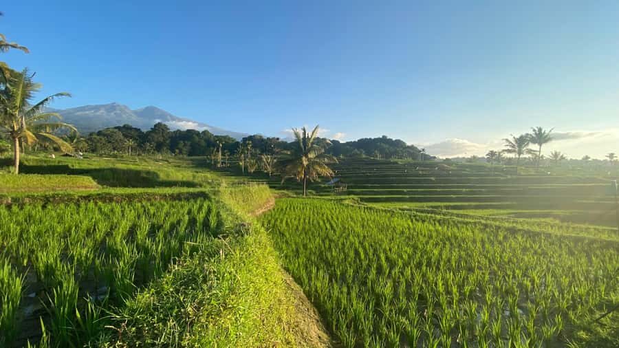 Lombok: Rice Field Terrace, Waterfalls, Culture & Tradition - Highlighting the Natural Wonders