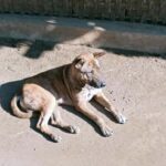 Lombok Senaru: Sasak Village, Waterfall & River Tubing Tour - In-Depth Look at the Itinerary