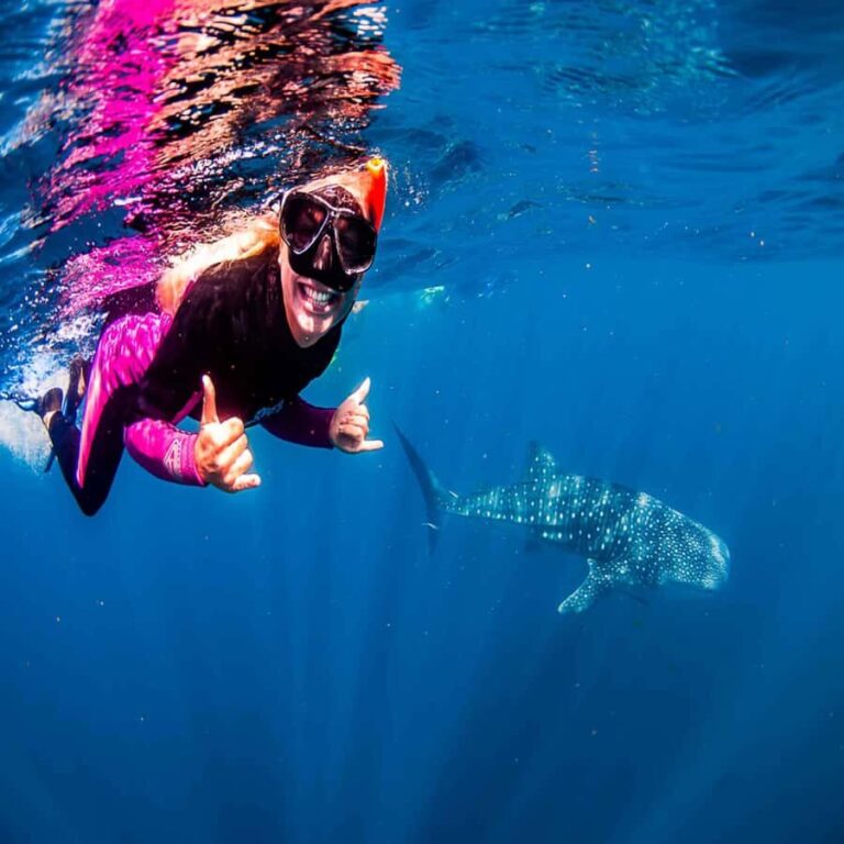Lombok Sumbawa Best Sharing 2D1N Whale Shark With Snorkeling - The Experience: What You Can Expect