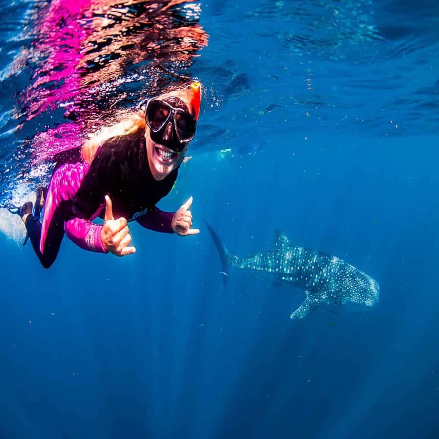 Lombok Sumbawa Best Sharing 2D1N Whale Shark With Snorkeling - The Experience: What You Can Expect