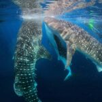 Lombok Sumbawa Sharing 2D1N Whale Shark With Snorkeling - Who Will Love This Tour?