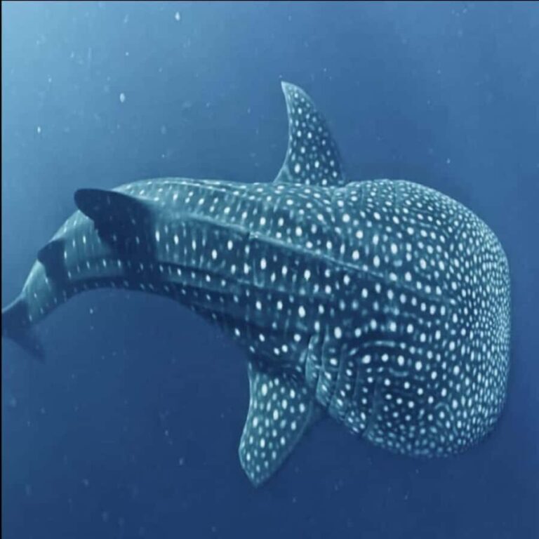 Lombok Sumbawa Sharing 2D1N Whale Shark With Snorkeling - Authentic Encounters and Guide Expertise