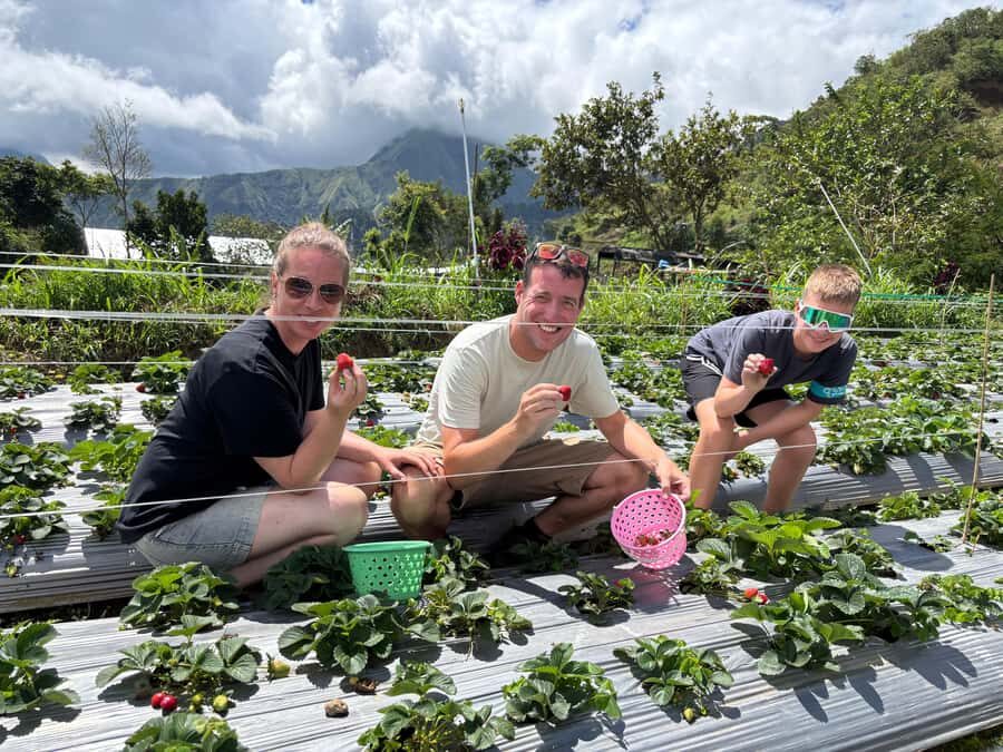 Lombok: Waterfalls, Strawberry Harvest, and Hike Tour - Detailed Breakdown of the Itinerary