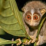 Loris Watching from Sigiriya - The Experience: What to Expect During the Tour