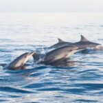 Lovina: Dolphin Watching Snorkeling Tour And Ocean Swing - What Makes This Tour Stand Out?