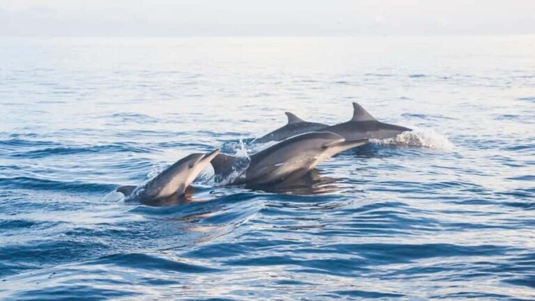 Lovina: Dolphin Watching Snorkeling Tour And Ocean Swing - What Makes This Tour Stand Out?