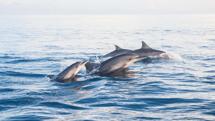 Lovina: Dolphin Watching Snorkeling Tour And Ocean Swing - What Makes This Tour Stand Out?