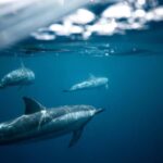 Lovina Package Tours ( Inclusive ) - The Early Morning Dolphin Tour