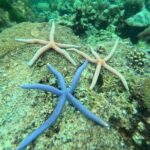 Low Season Lipe Island Snorkeling Adventure (June-Oct) - Practical Details and What to Keep in Mind