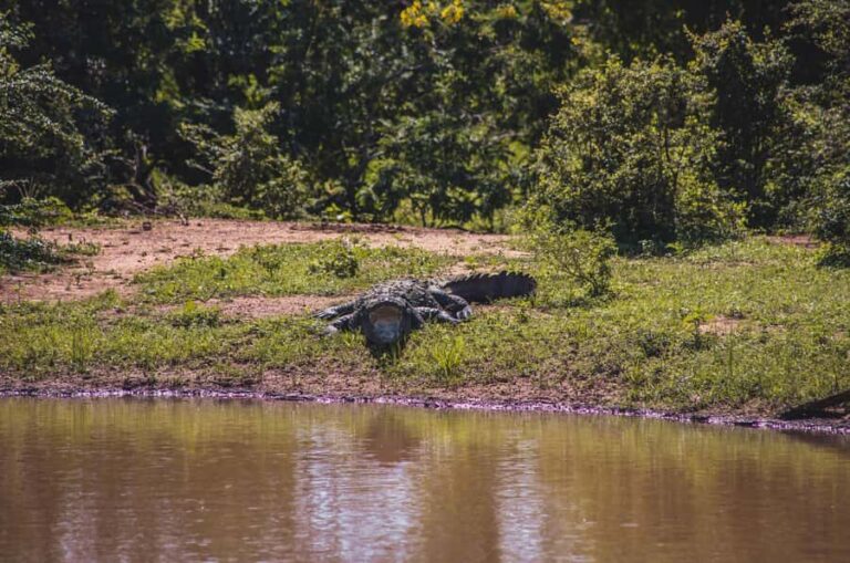 Lunugamwehera National Park (Yala block 5/6) Safari Tour - Who This Tour Is Perfect For