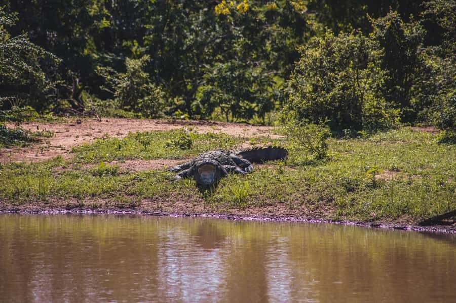 Lunugamwehera National Park (Yala block 5/6) Safari Tour - Who This Tour Is Perfect For