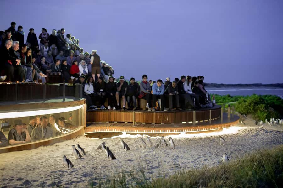 Luxury Phillip Island Tour for Families & Explorers 10 Max - Why This Tour Offers Great Value