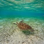 Maafushi: Turtles, Dolphins, and Coral Reef Adventure - What to Expect from the Maafushi Tour