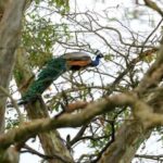 Mahiyanganaya: Sorabora Lake Sunset Birdwatching Tour - Why This Tour Matters