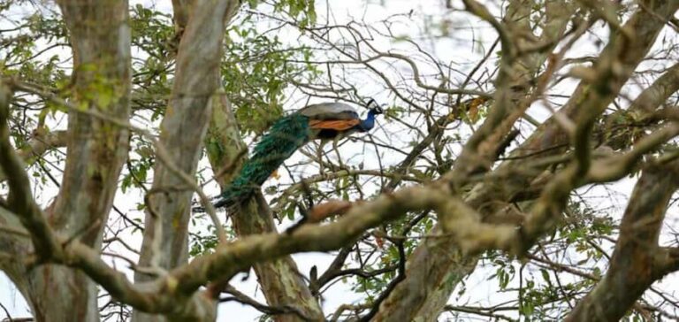 Mahiyanganaya: Sorabora Lake Sunset Birdwatching Tour - Why This Tour Matters