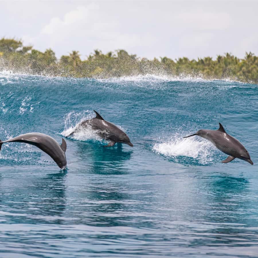 Maldives: Dolphin Watching Cruise with Snorkeling - Who Should Consider This Experience?