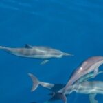 Maldives: Dolphin Watching Tour with Island Cruise - What’s Included and What’s Not